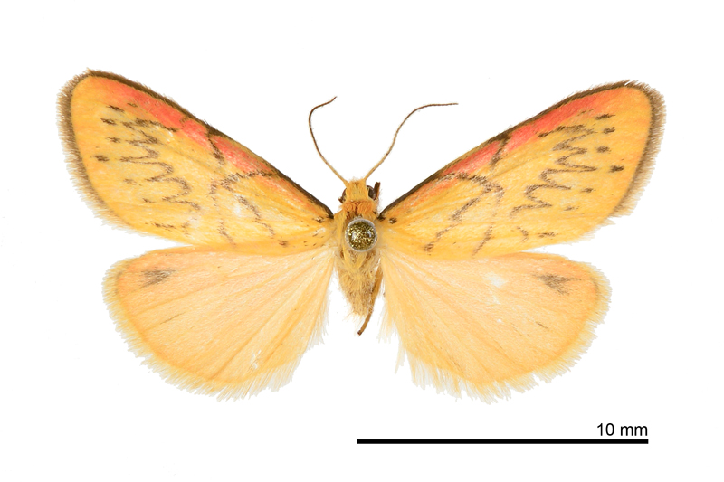Miltochrista sp. nov. 2 Male